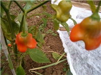 948410d8-zadnji plodovi 006.JPG